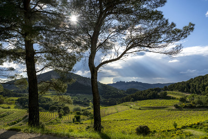 France, Vaucluse, Dentelles de Montmirail mountains, the vineyard and scrubland at the foot of the hilltop village of La Roque-Alric and the Dentelles Sarrasines in the background