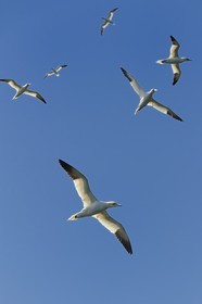 France, Cotes-d'Armor, Perros-Guirec, Sept-Iles Archipelago and bird sanctuary, Rouzic island, northern gannets (Morus bassanus)