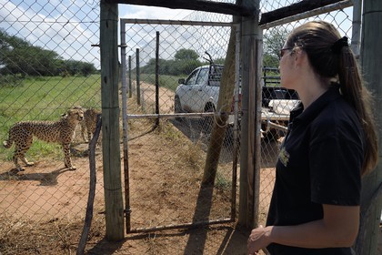 Namibie, Otjiwarongo, Cheetah Conservation Fund, centre de recherche et d'éducation, guépard (Acinonyx jubatus) en captivité temporaire et destiné à être relaché dans le bush, avec l'assistante vétérinaire Ashley Flaig