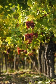 France, Bas-Rhin (67), la vigne au pied du château de Ortenbourg