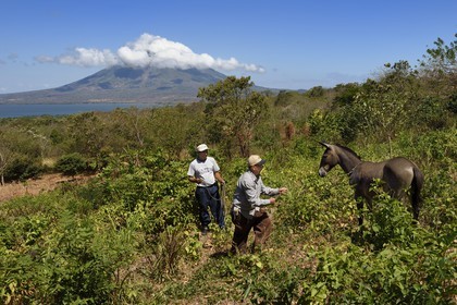 Nicaragua, Ile d'Ometepe sur le lac Nicaragua, fermier prennant un âne au lasso et le volcan Conception (1610 m) toujours en activité en arrière plan