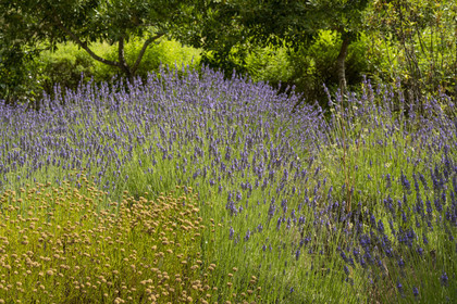 France, Alpes-Maritimes (06), Mouans-Sartoux, le Jardins du Musée International de la Parfumerie​ (MIP) nous propose de découvrir une grande variété de plantes odorantes