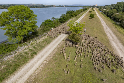 France, Vaucluse, Chateauneuf du Pape, the flock of Merino d'Arles sheep (and a few goats) led by the shepherdess Natacha Fasujevic in eco-grazing on the banks of the Rhone, the castle of L'Hers (10th century) in the background (aerial view)
