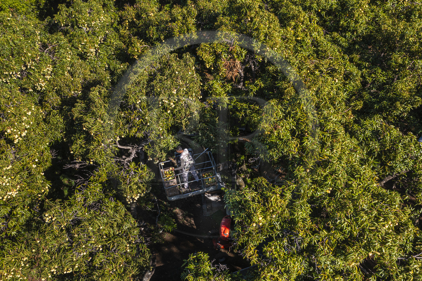 France, Reunion island (French overseas department), Saint-Paul, Laperrière mango orchard at Tour-des-Roches, harvesting mangoes by lifting platform in century-old mango trees (aerial view)
