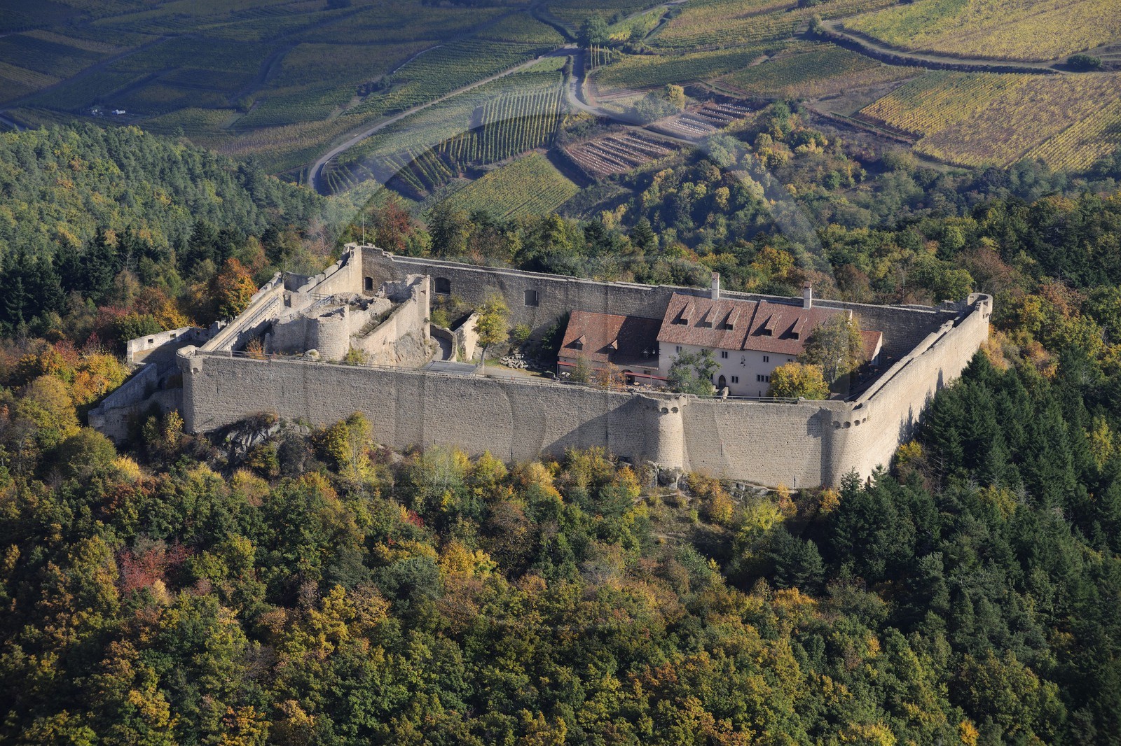 France, Haut Rhin, Hohlandsbourg Castle in the Vosges Massif on the heights of Eguisheim, with its surrounding walls (aerial view)