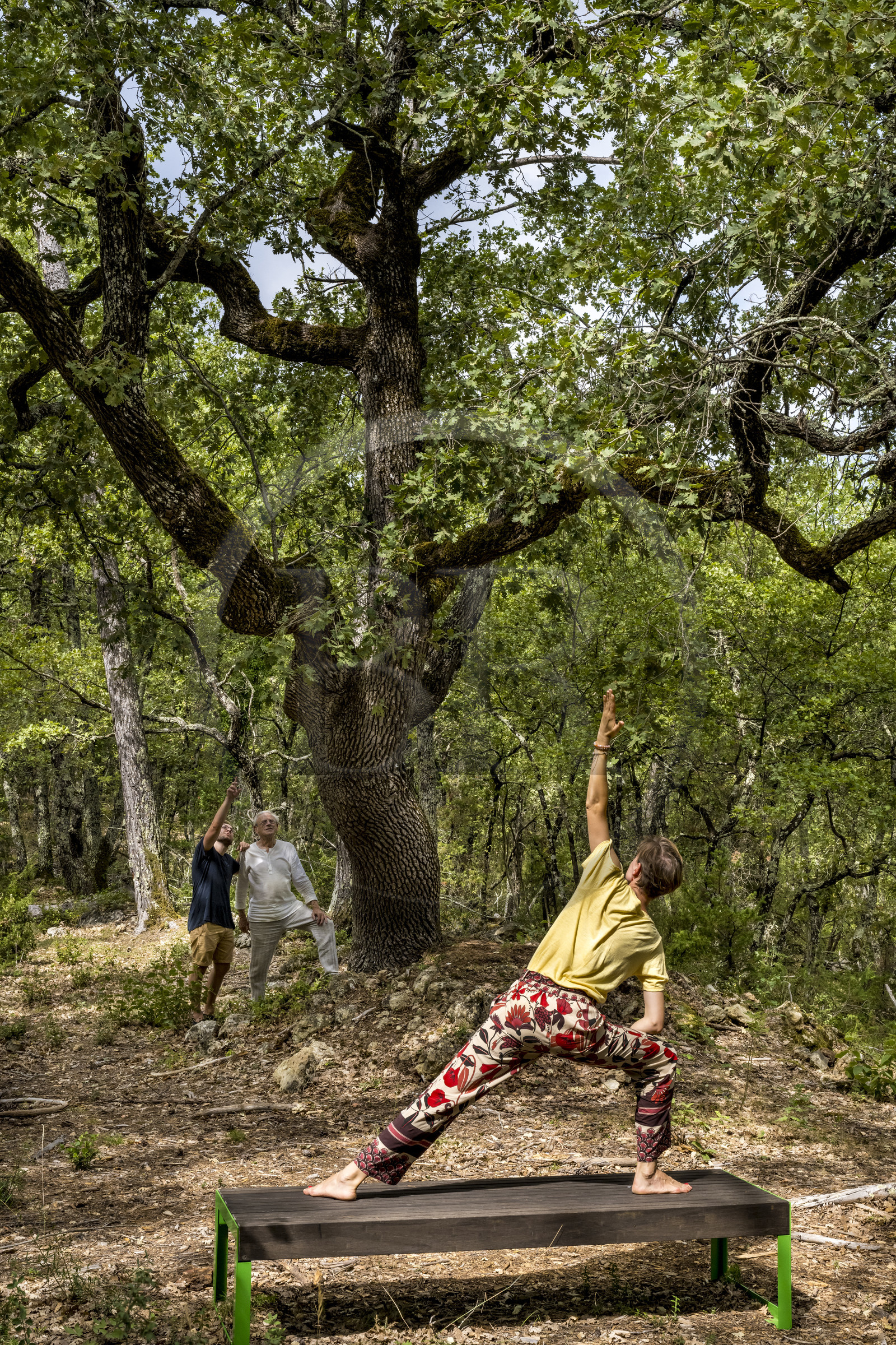 France, Var, Provence Verte (Green Provence), Bras, Academie du Bain de Foret Provencale (Academy of Forest Bathing in Provence), forest of the domaine Le Peyrourier - une campagne en Provence, Constanze Coisne guides Shinrin Yoku