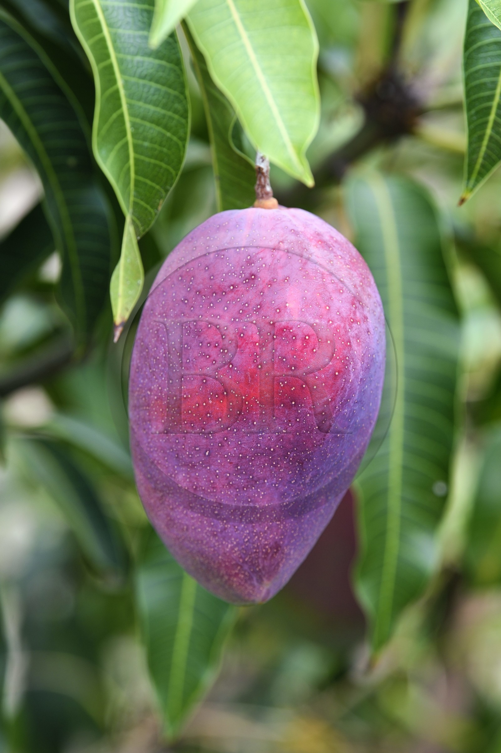 France, Ile de la Reunion, Saint-Louis, mangue sur un manguier