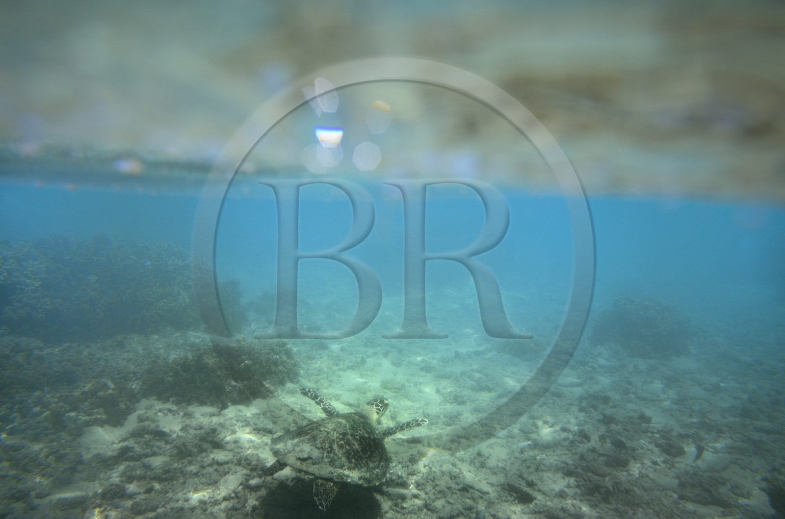 France, Reunion island (French overseas department), West Coast, Saint Gilles Les Bains (town of Saint-Paul), coral reef of Ermitage lagoon, green sea turtle (Chelonia mydas) (underwater view)