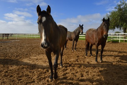 Espagne, Andalousie, province de Séville, Utrera, le haras Ayala (Yeguada Ayala), Pure race espagnole ou PRE (Pura Raza Espanola)
