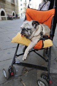 Italie, Ligurie, Sarzana, bouledogue français blanc sur une poussette