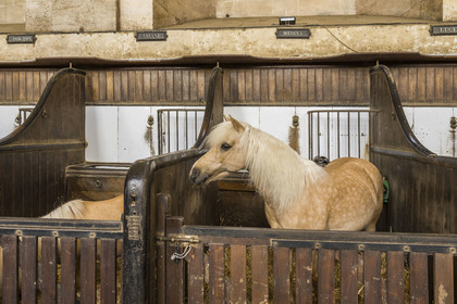France, Oise, Chantilly, the castle of Chantilly, the Grandes Ecuries, horse museum, the two naves accommodate stalls for the horses