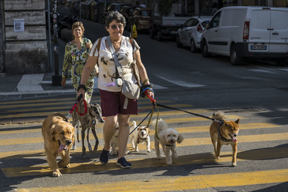 Italy, Liguria, Genoa, dog walker back from the Castelletto