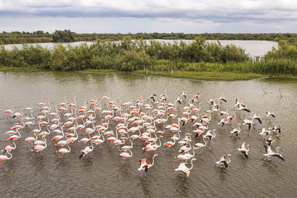 France, Gard (30), Vauvert, la Petite Camargue, réserve naturelle régionale du Scamandre, groupe de flamants roses (Phoenicopterus roseus)(vue aérienne)