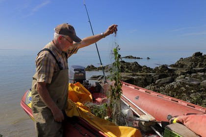 France, Manche, Bay of Mont Saint Michel, fisherman having brought green algae that proliferate and are rich in hydrogen sulfide, a deadly gas
