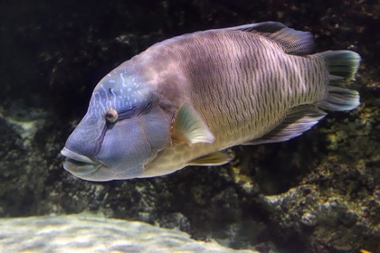 France, Charente-Maritime, La Rochelle, Aquarium La Rochelle, Compulsory Mention, Indo-Pacific zone, the lagoon, humphead wrasse (Cheilinus undulatus)