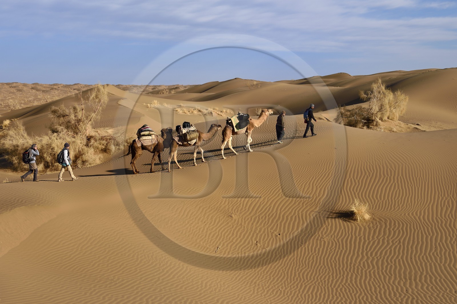 Iran, Province d'Ispahan, désert du Dasht-e Kavir, Mesr dans la région de Khur et Biabanak, caravane de dromadaires dans les dunes du lieu dit de Kuh e-Sefid lors d'une randonnée chamelière