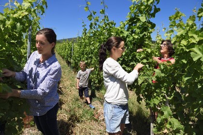 France, Bas-Rhin (67), Route des vins d'Alsace, Nothalten, domaine viticole Philippe Sohler, Marine et Lydie avec leur maman Christine Sohler effectuant un travail de palissage qui est indispensable pour permettre une bonne exposition des feuilles et des futures grappes
