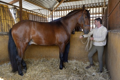 Espagne, Andalousie, province de Séville, Utrera, le haras Ayala (Yeguada Ayala), Pure race espagnole ou PRE (Pura Raza Espanola)