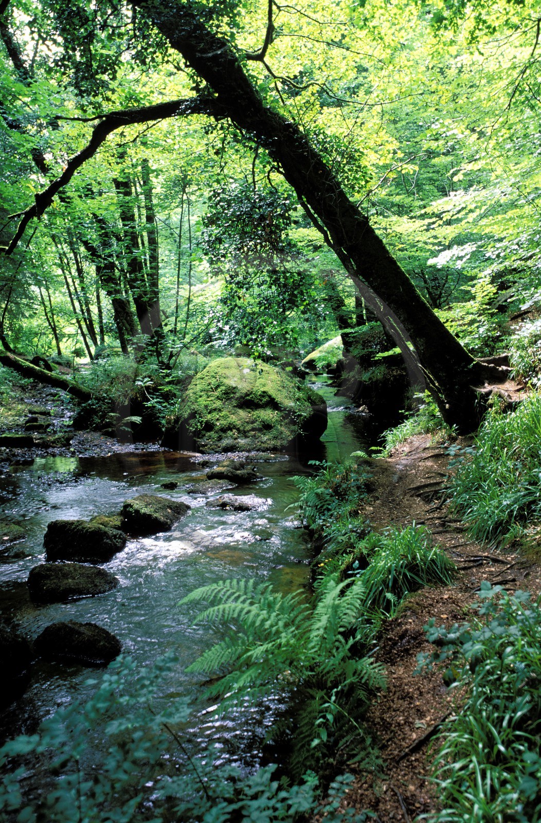 France, Finistère (29), Huelgoat, chaos de rochers, la rivière d'Argent dans la forêt