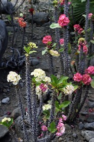 France, Ile de la Reunion, Saint Pierre, Jardin Botanique du Domaine du Café Grillé, épine du Christ, couronne du Christ ou couronne d'épines (Euphorbia milii)