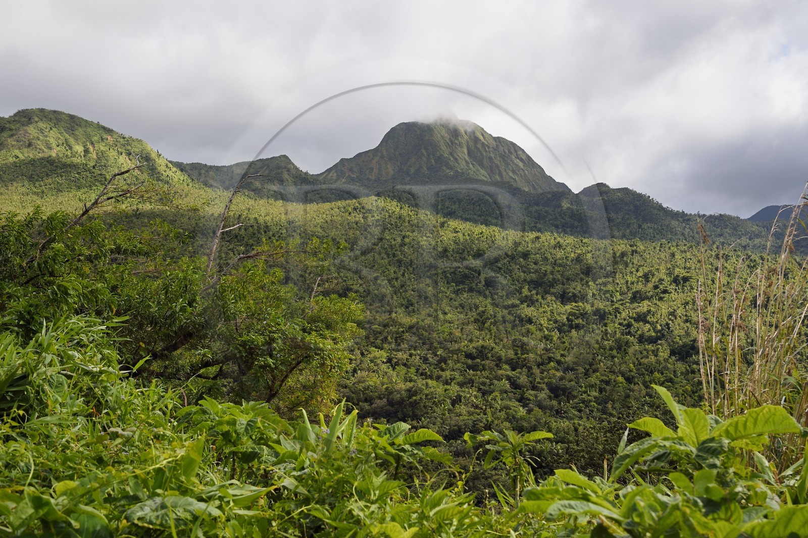 Caraïbes, Ile de la Dominique, Parc national du Morne Trois Pitons classé Patrimoine Mondial de l'UNESCO, Fresh Water Lake