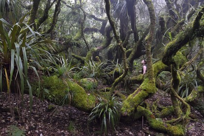France, Reunion island (French overseas department), Le Tampon, Forest of Our Lady of Peace along the Riviere des Remparts on the slopes of the Piton de la Fournaise volcano
