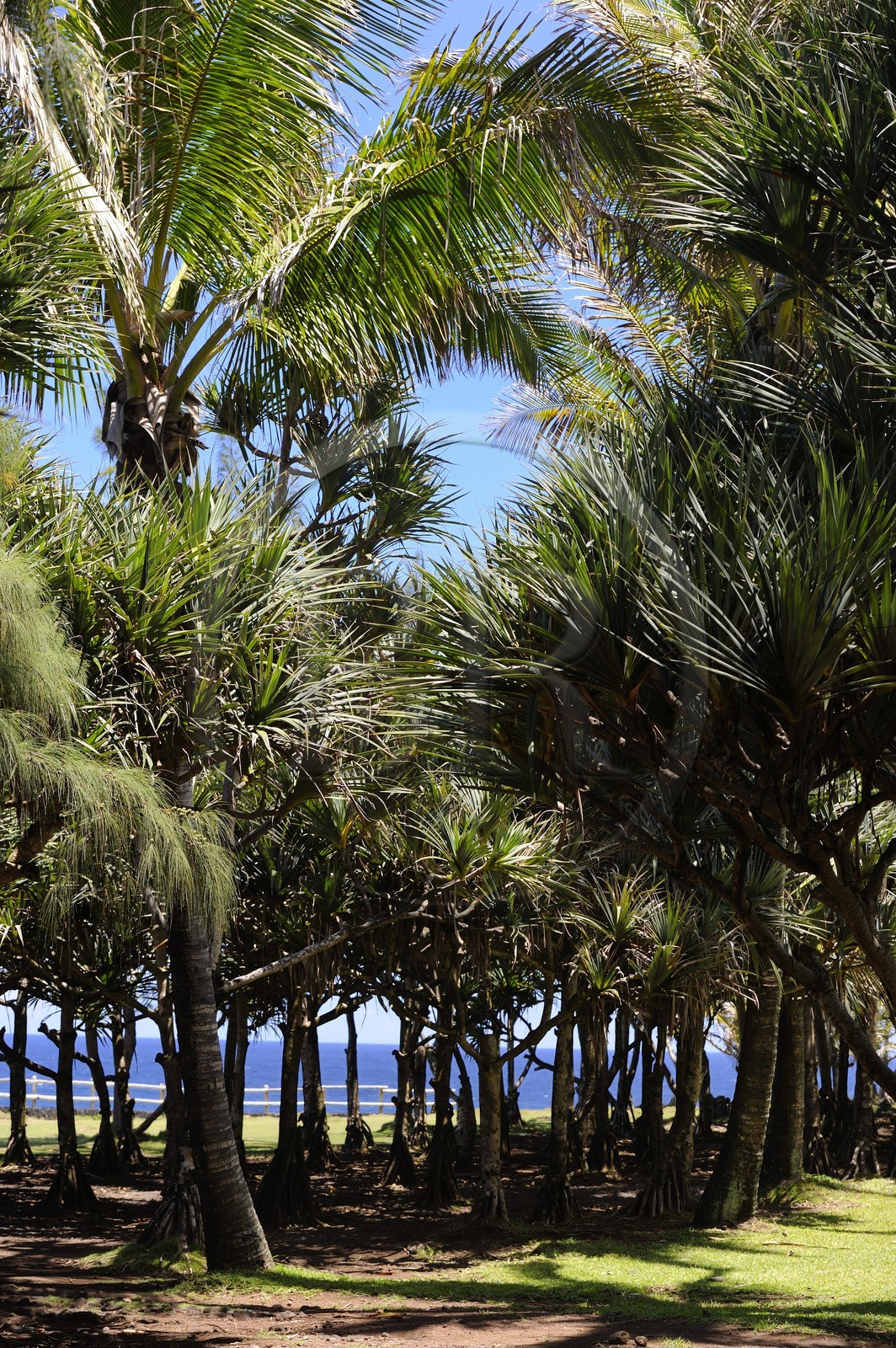 France, Reunion island (French overseas department), South coast, Saint Philippe, the Cap Mechant (Bad Cape) is located along a rugged coastline of volcanic rock hit by waves and typical of the area called Sud sauvage (Wild South), Pandanus utilis also called vacoa