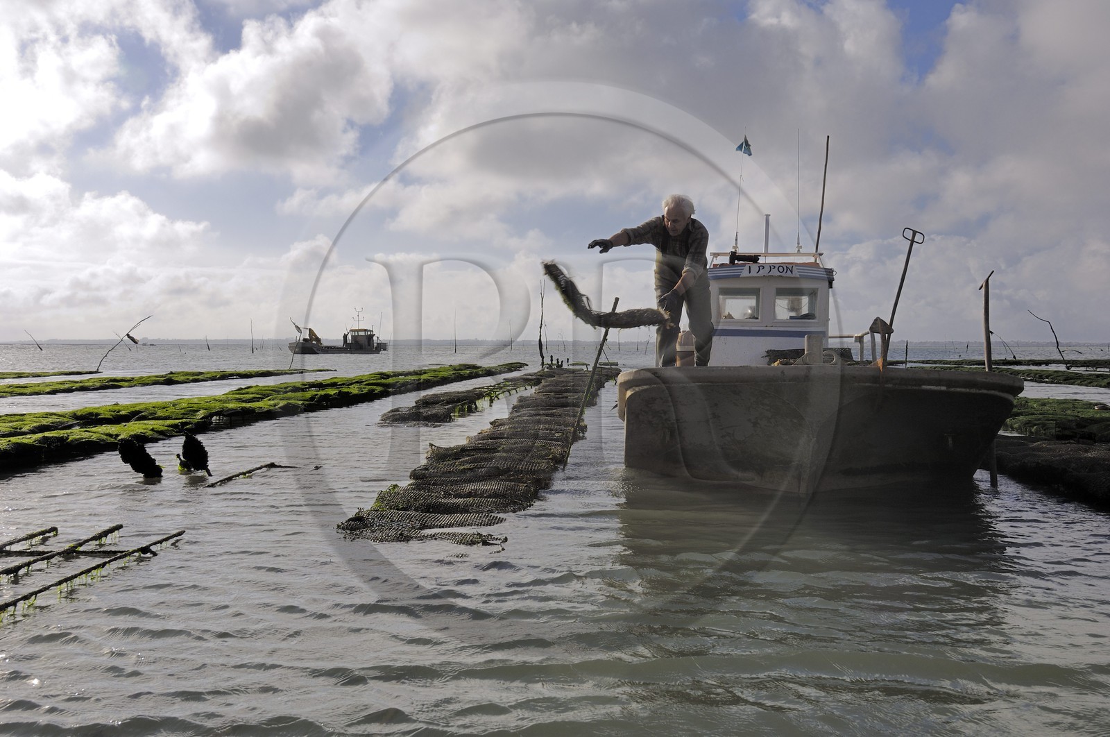 France, Charente-Maritime (17), le bassin Marrennes-Oléron au large de l'Ile d'Oléron, l'ostréiculteur André Massé dans un de ses parcs à huîtres