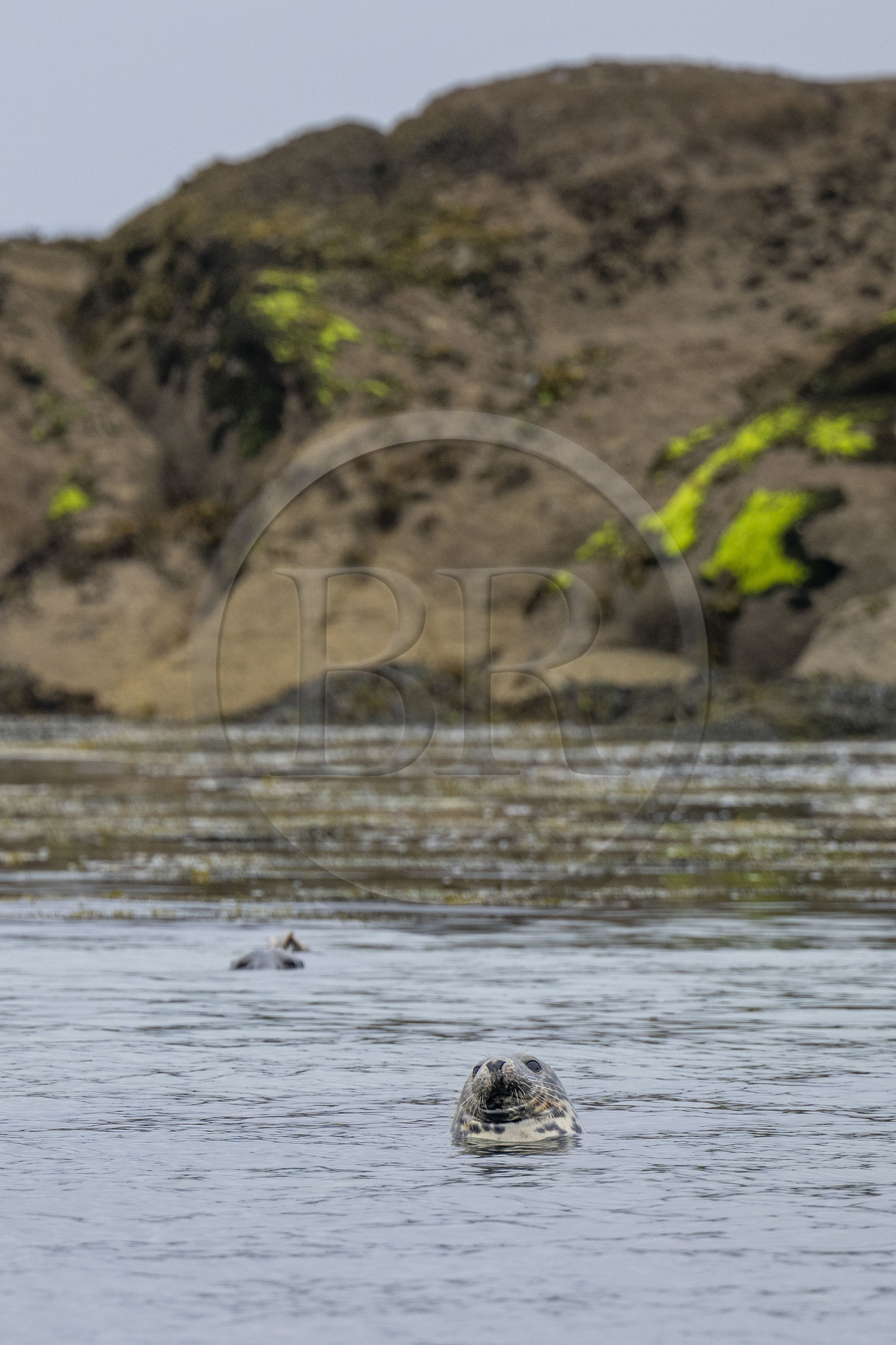 France, Finistère (29), Carantec, Réserve ornithologique des îlots de la Baie de Morlaix, phoque veau-marin, ou phoque commun (Phoca vitulina) sur l'Ile Verte