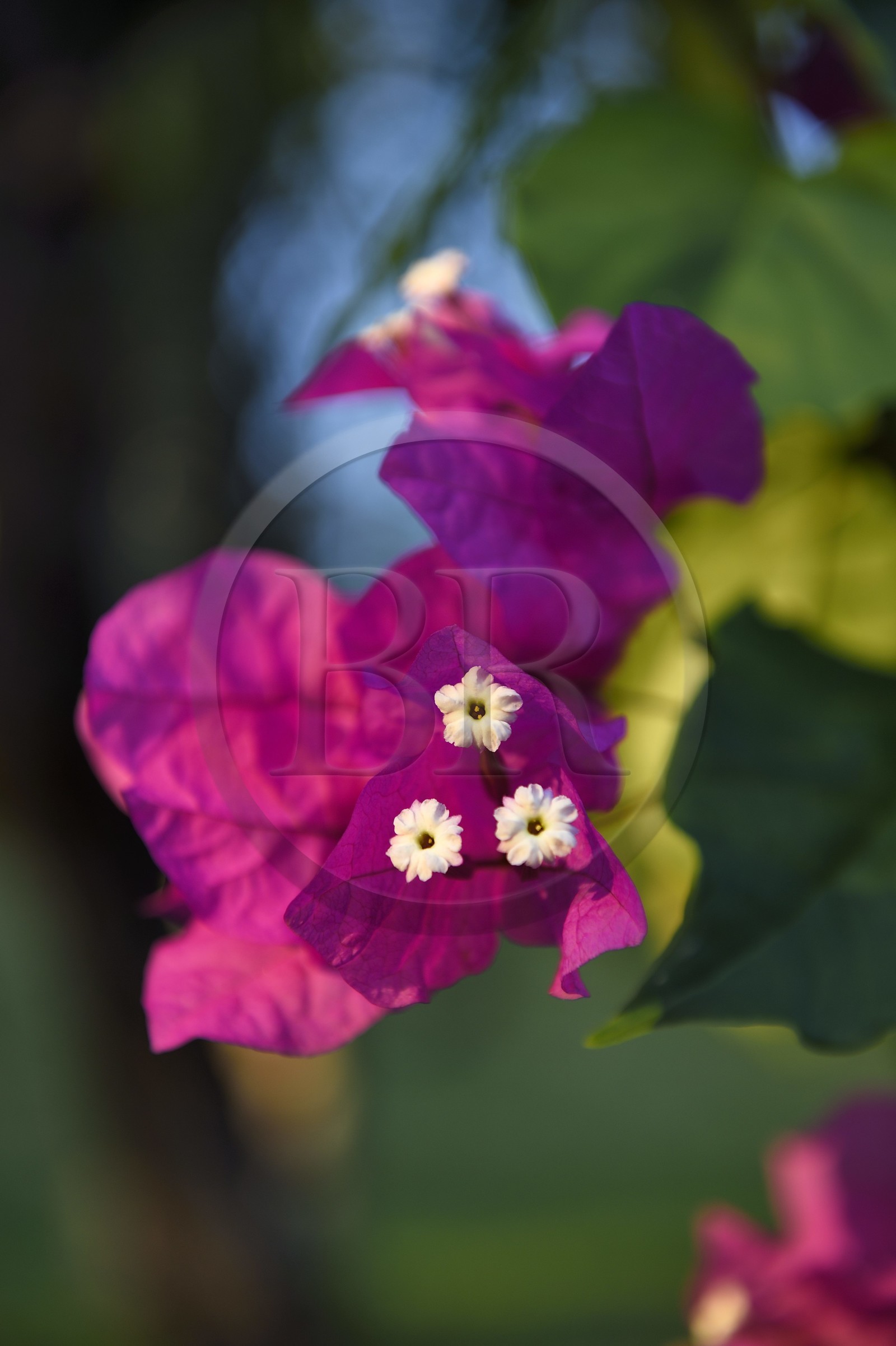 France, Ile de la Reunion, Petite-Ile, bougainvillier (Bougainvillea)