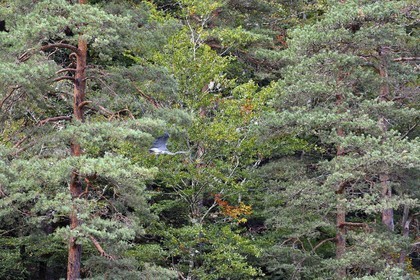 France, Cantal (15), Gorges de la Truyère, Chaliers, la rivière Truyère en amont du viaduc de Garabit, héron cendré (Ardea cinerea) volant au sommet des arbres