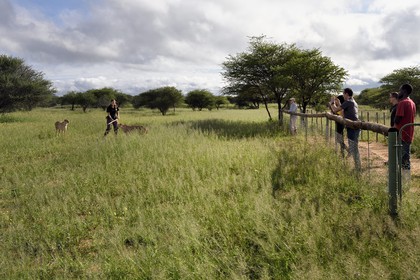 Namibie, Otjiwarongo, Cheetah Conservation Fund, centre de recherche et d'éducation, observation des guépards (Acinonyx jubatus) depuis un enclos, récompense donnée en échange du leurre que le guépard a chassé