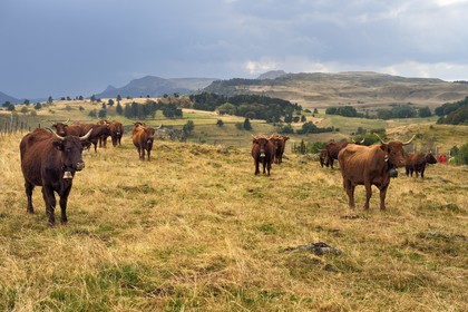 France, Cantal (15), Parc Naturel Régional des Volcans d'Auvergne, plateau de Chastel-sur-Murat sur le chemin de Saint-Jacques de Compostelle par la Via Arverna, vaches Salers dans les prés