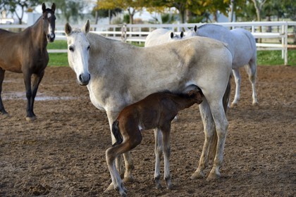 Espagne, Andalousie, province de Séville, Utrera, le haras Ayala (Yeguada Ayala), Pure race espagnole ou PRE (Pura Raza Espanola), poulain allaitant sa mère