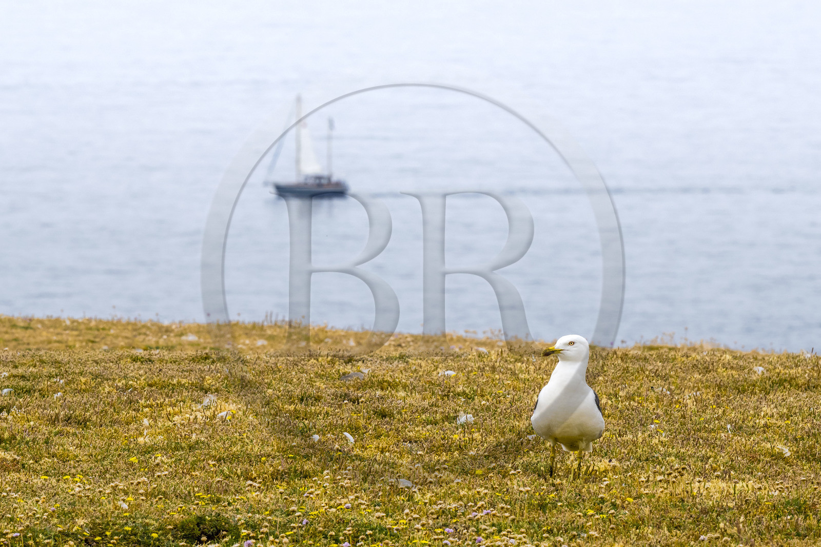 France, Morbihan (56), Ile de Groix, la réserve naturelle Francois Le Bail de la Pointe de Pen-Men,