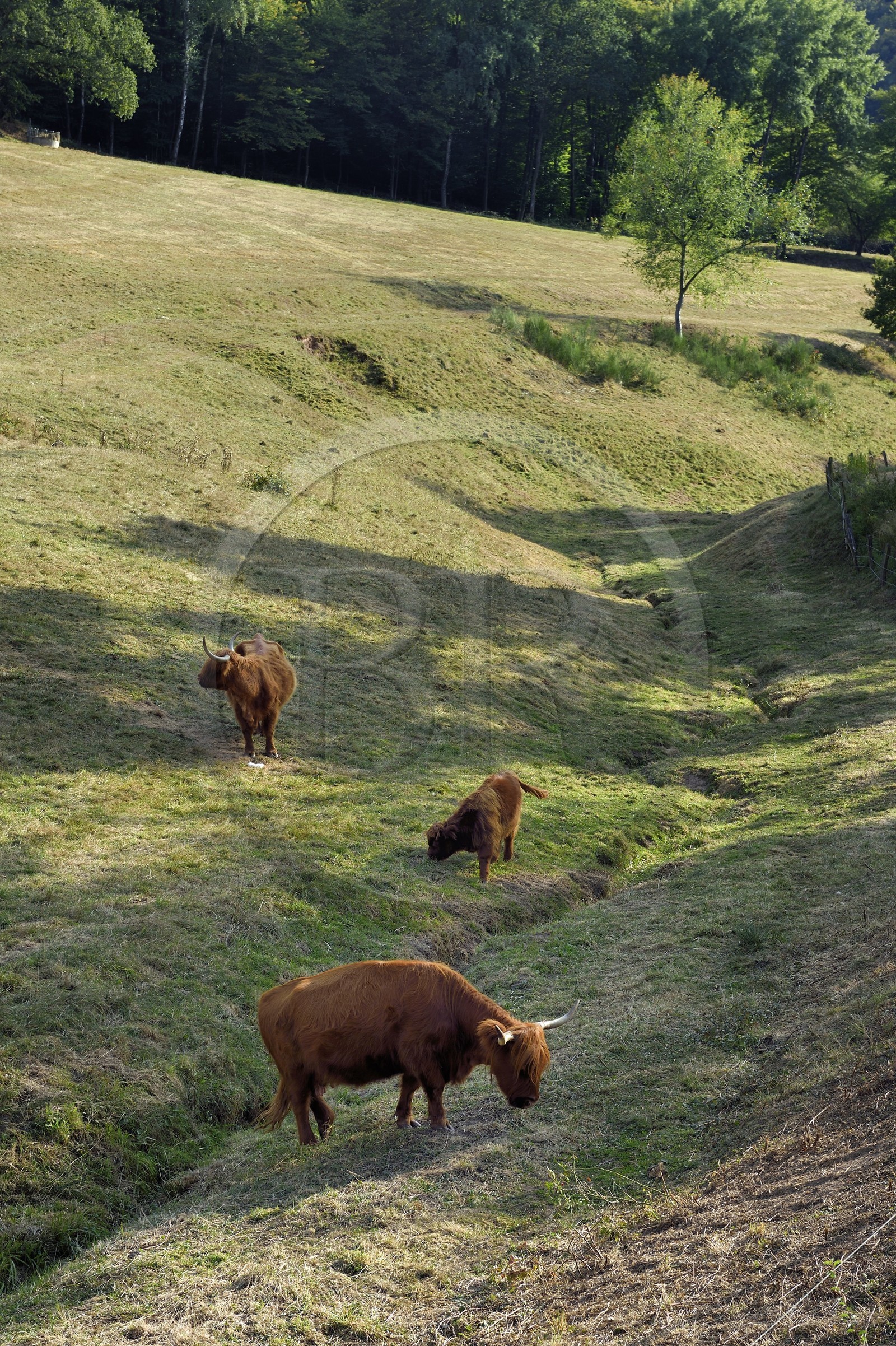 France, Bas-Rhin (67), Parc naturel régional des Vosges du Nord, Lembach, vaches highlands introduites dans les années 1990 pour débroussailler les friches humides de fonds de vallées