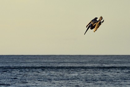 Caribbean, Dominica Island, Mero on the west coast, Brown Pelican (Pelecanus occidentalis)