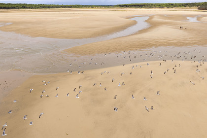 France, Vendée (85), Talmont Saint Hilaire, la Pointe du Payré, walkers and seagulls on the Veillon beach and estuary of the Payré river (aerial view)