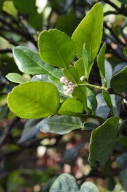 France, Ile de la Reunion, Petite-Ile, jardin tropical, arbre du Combava (Citrus hystrix), la double feuille et la fleur