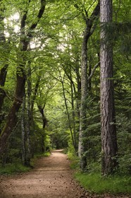 France, Var, Plan d'Aups Sainte Baume, Sainte-Baume Regional Nature Park, Massif de la Sainte-Baume relic forest protected for several centuries and classified as a national biological reserve, the Royal Alley on the Chemin des Rois (kings path)