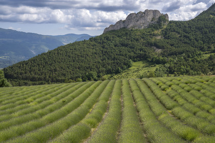France, Drome, regional natural park of Baronnies provencales, Izon-la-Bruisse, lavender field