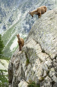 France, Alpes-Maritimes, parc national du Mercantour (Mercantour National Park), Valmasque valley, female Alpine ibex (Capra ibex)