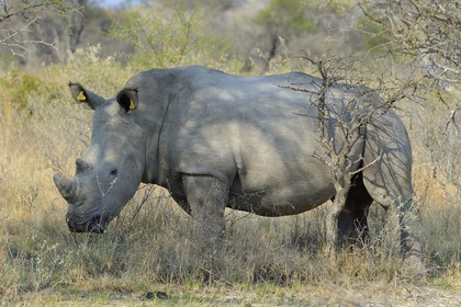 Zimbabwe, province de Matabeleland méridional, Matobo ou Matopos Hills National Park, classé Patrimoine Mondial de l'UNESCO, rhinocéros blanc (Ceratotherium simum), jeune adulte d'environ 7 ans