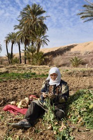 Iran, Isfahan province, Dasht-e Kavir desert, the oasis of Arousan in Khur and Biabanak County, woman collecting turnips in her field