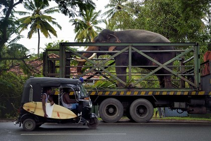 Sri Lanka, Southern Province,  Weligama, an elephant transporter brings an elephant to a ceremony