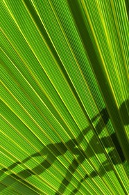 France, Ile de la Reunion, Petite Ile, jardin tropical, palme de palmier