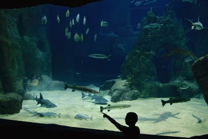 France, Pyrénées-Atlantiques (64), Pays-Basque, Biarritz, l'Aquarium - le Musée de la Mer, l'aquarium des requins