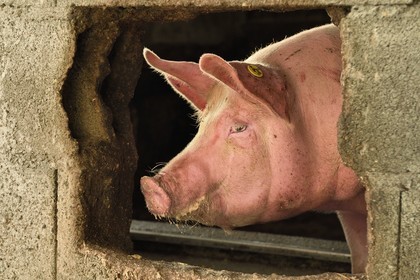 France, Haut-Rhin (68), Wasserbourg, Ferme-auberge Buchwald, cochon
