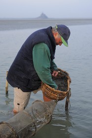 France, Manche, Bay of Mont Saint Michel, listed as World Heritage by UNESCO, Beach fisherman Guy Jugan lifting his nets full of Crangon crangon (grey shrimp) shrimps at dawn
