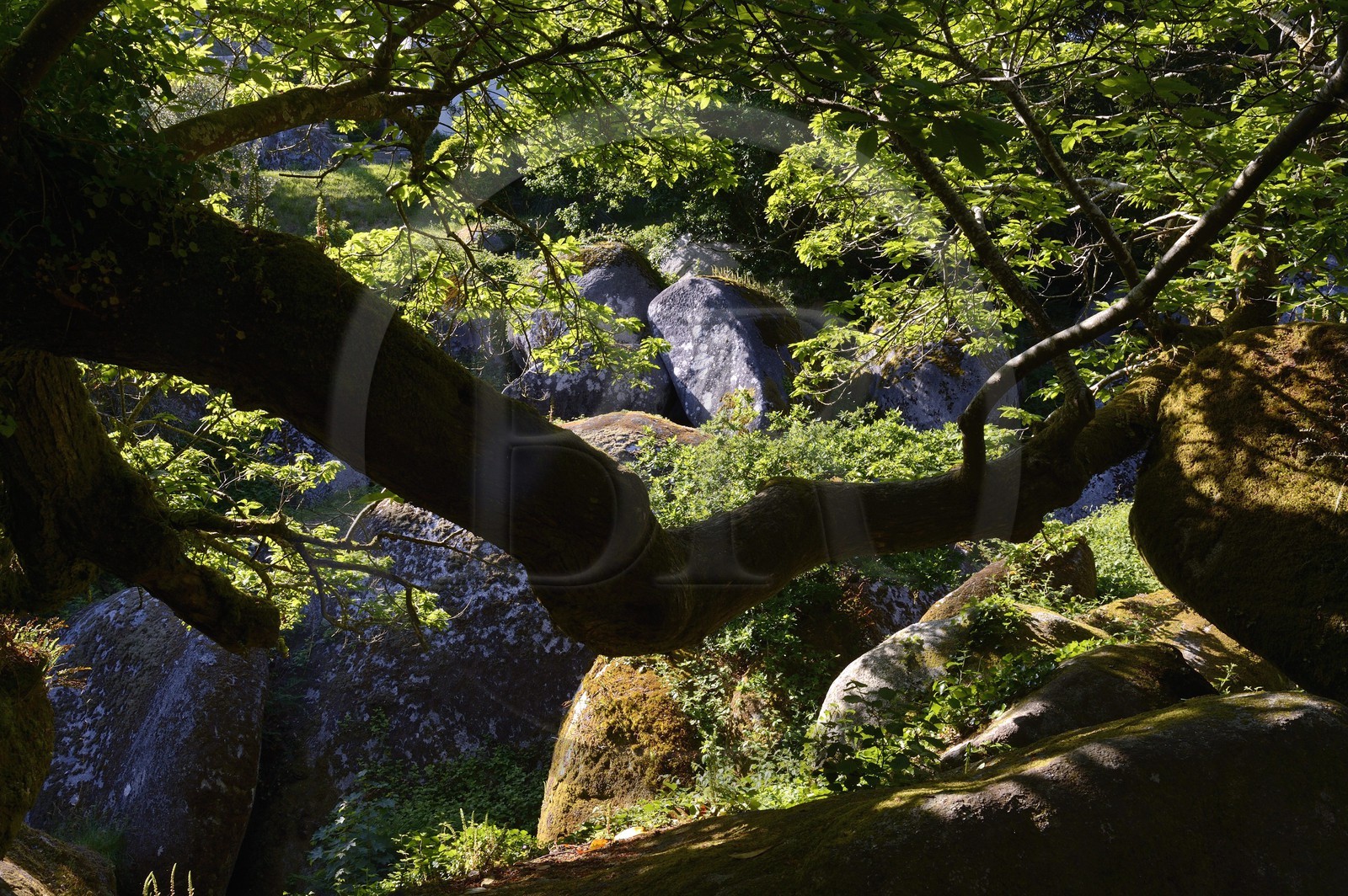 France, Finistère (29), parc naturel régional d'Armorique, Huelgoat, chaos granitique de la forêt du Huelgoat, chêne France, Finistère (29), parc naturel régional d'Armorique, Huelgoat, chaos granitique de la forêt du Huelgoat, chêne